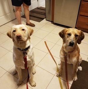 Meet your Posher, Celine